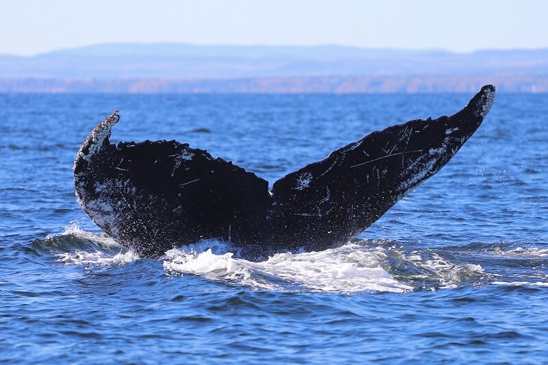 caudale rorqual à bosse