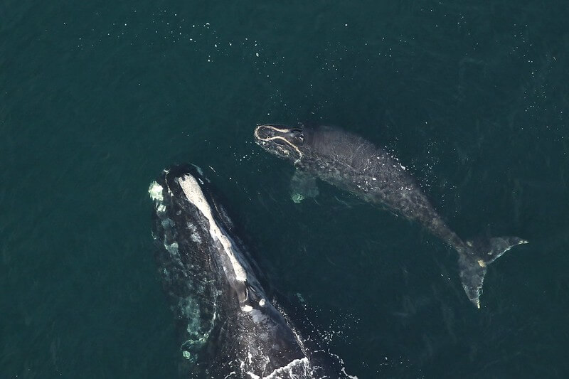 right whale with calf