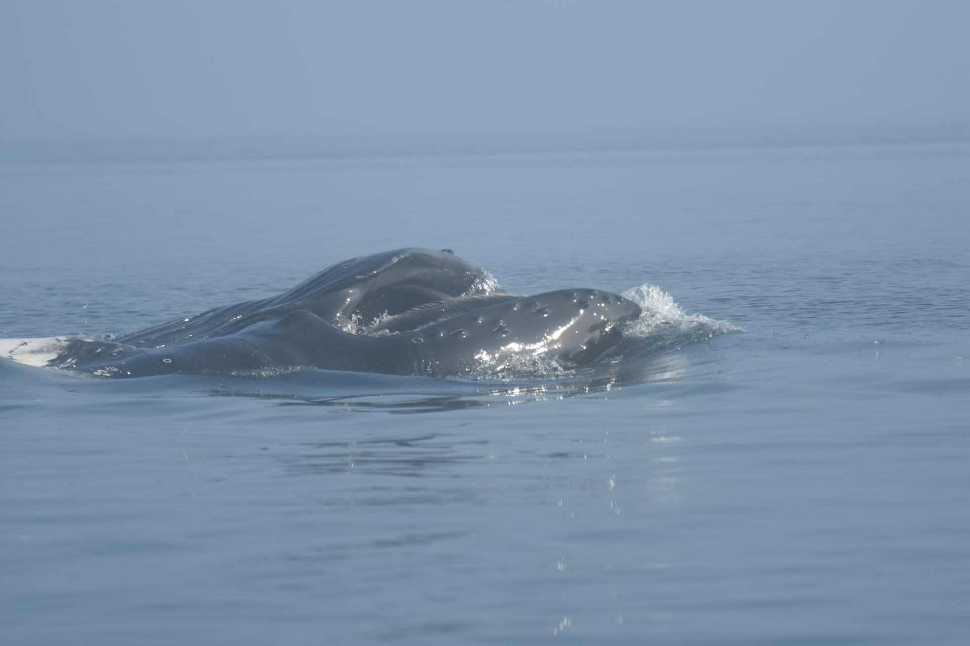 Most blue whales are 'righties,' except for this one move