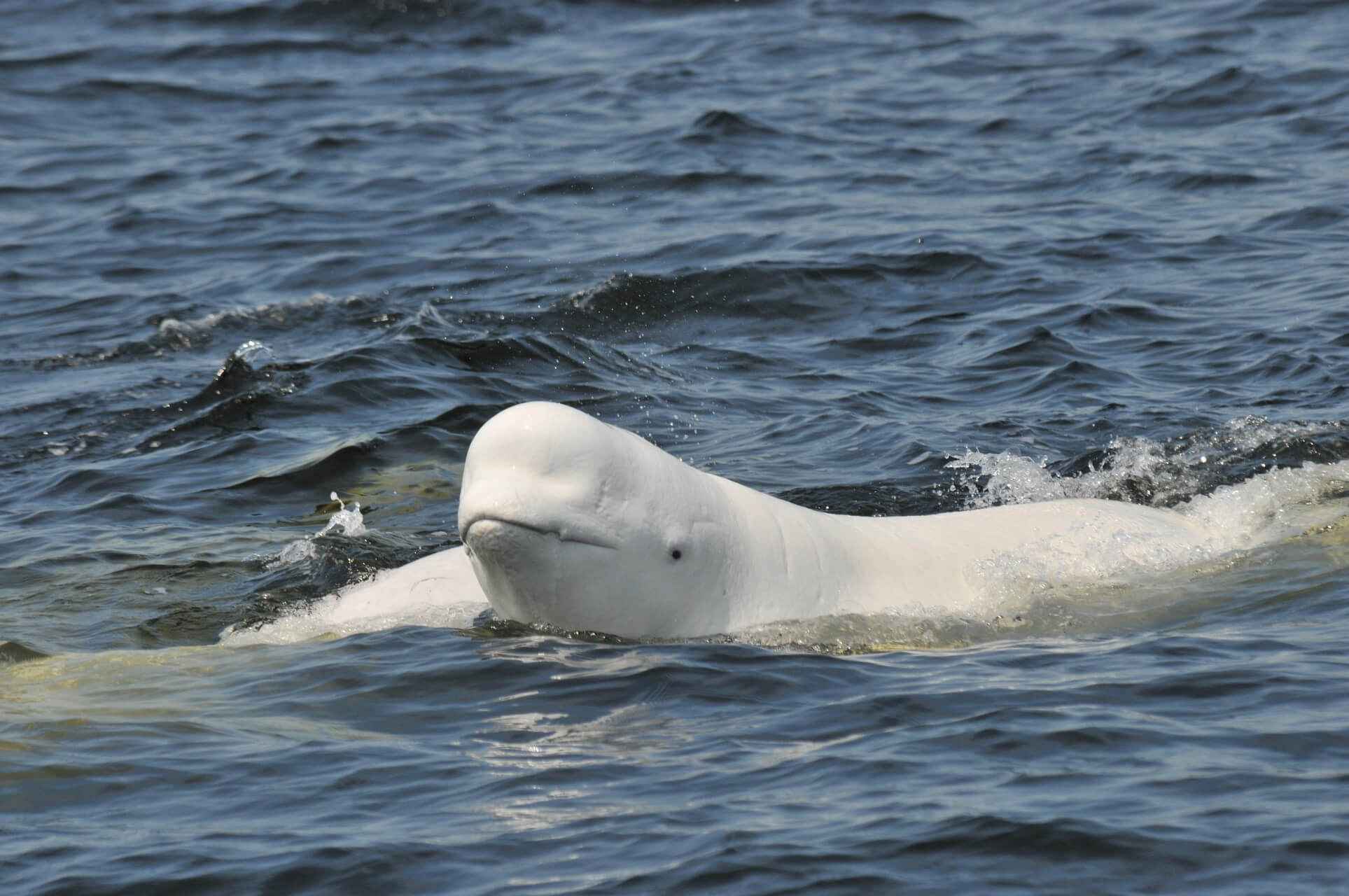 Does cat poop pose a problem for belugas? - Baleines en direct