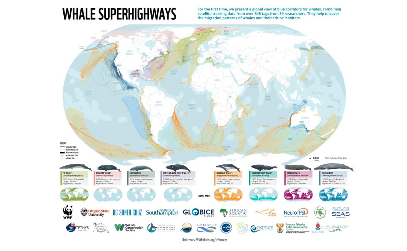 Carte des corridors migratoires des baleines