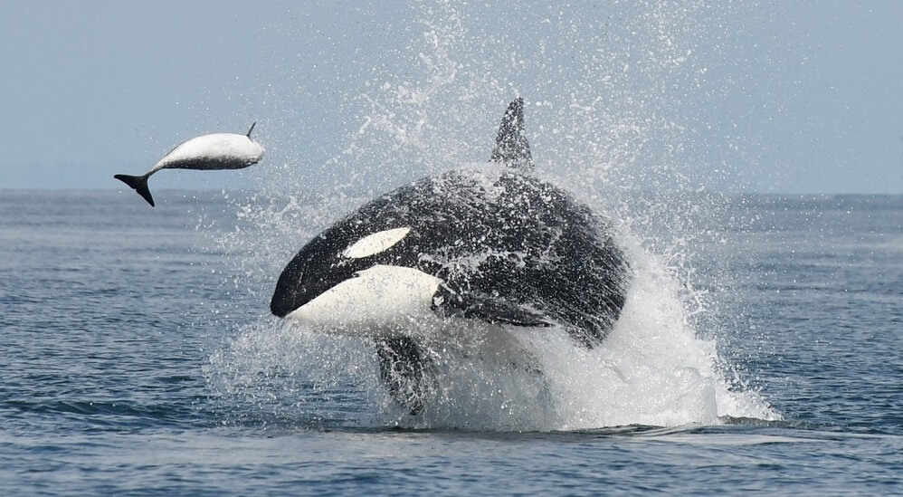 What do killer whales eat? - Baleines en direct