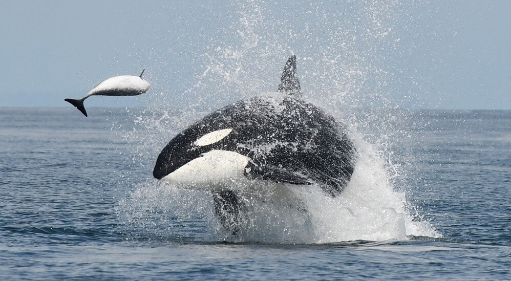 beluga whales eating fish