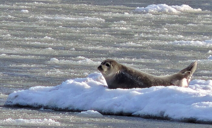 harbour seal on ice