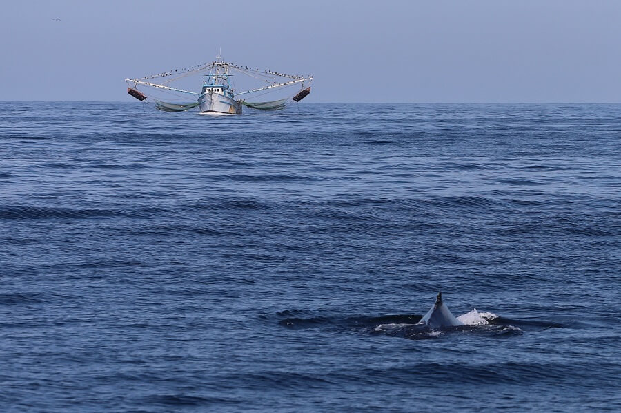 dorsale rorqual à bosse