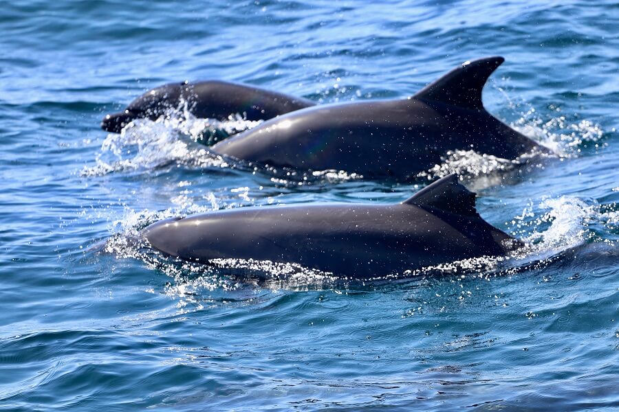 Bottlenose dolphins (Tursiops)