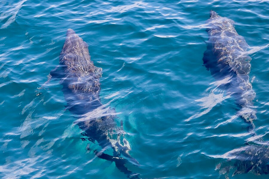 Bottlenose dolphins (Tursiops)