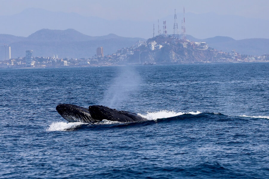 two male humpback whales in conflict for a female