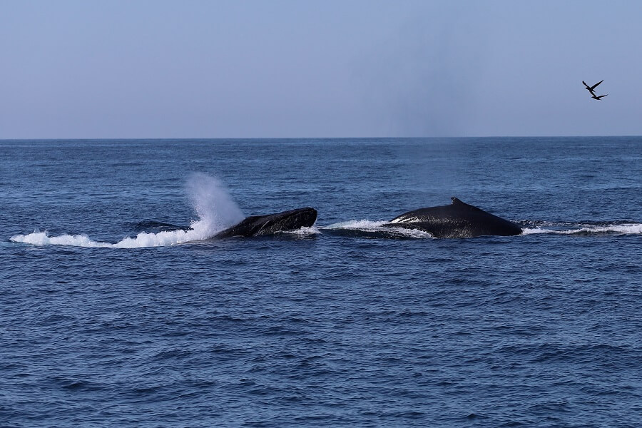 Humpback whales