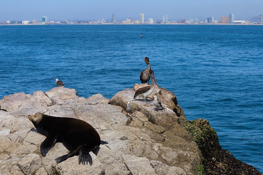 Sea lion resting on a rock