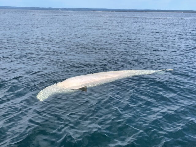 Toxins in vegetation may have caused death of beluga whales at