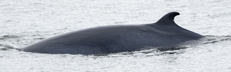 minke whale back