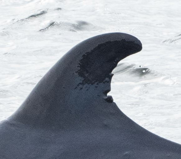 dorsal fin minke whale