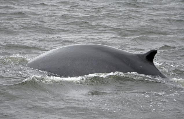 fin whale back