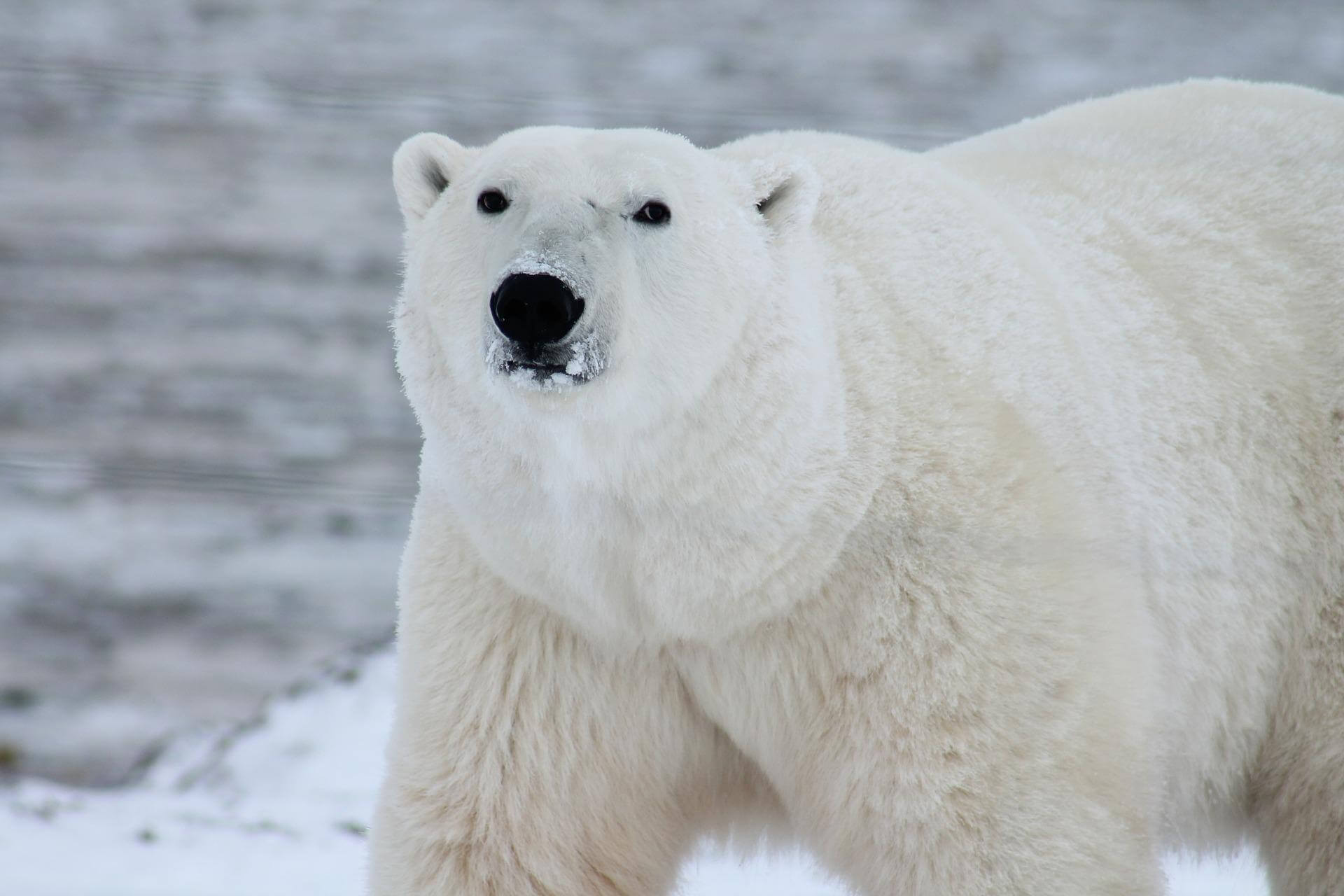 Like a polar bear in Gaspésie… - Baleines en direct