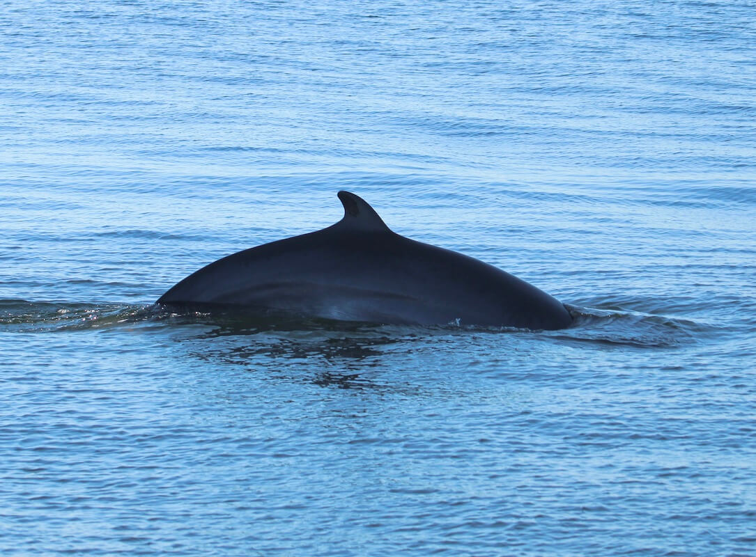 A minke whale