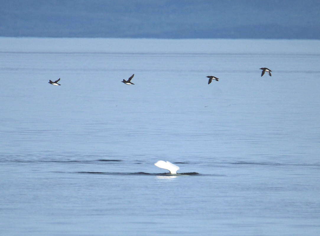 A beluga whale sighting is always appreciated!