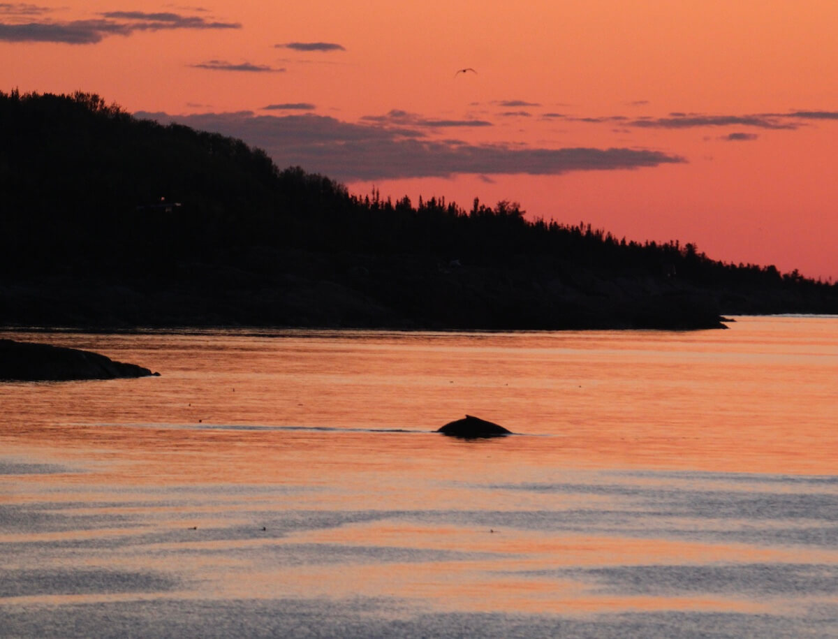 A humpback whale in the morning colors.