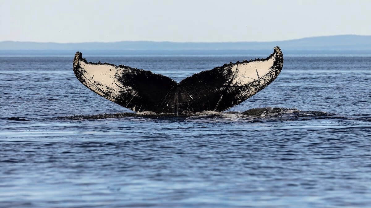 Le Souffleur - Baleines en direct