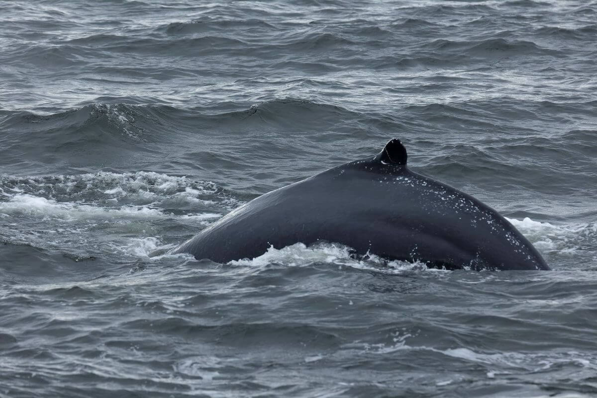 -	A humpback whale not showing its caudal fin