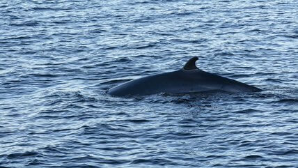 Minke whales have been present throughout the St. Lawrence this week. © Valérie Thériault-Deschênes