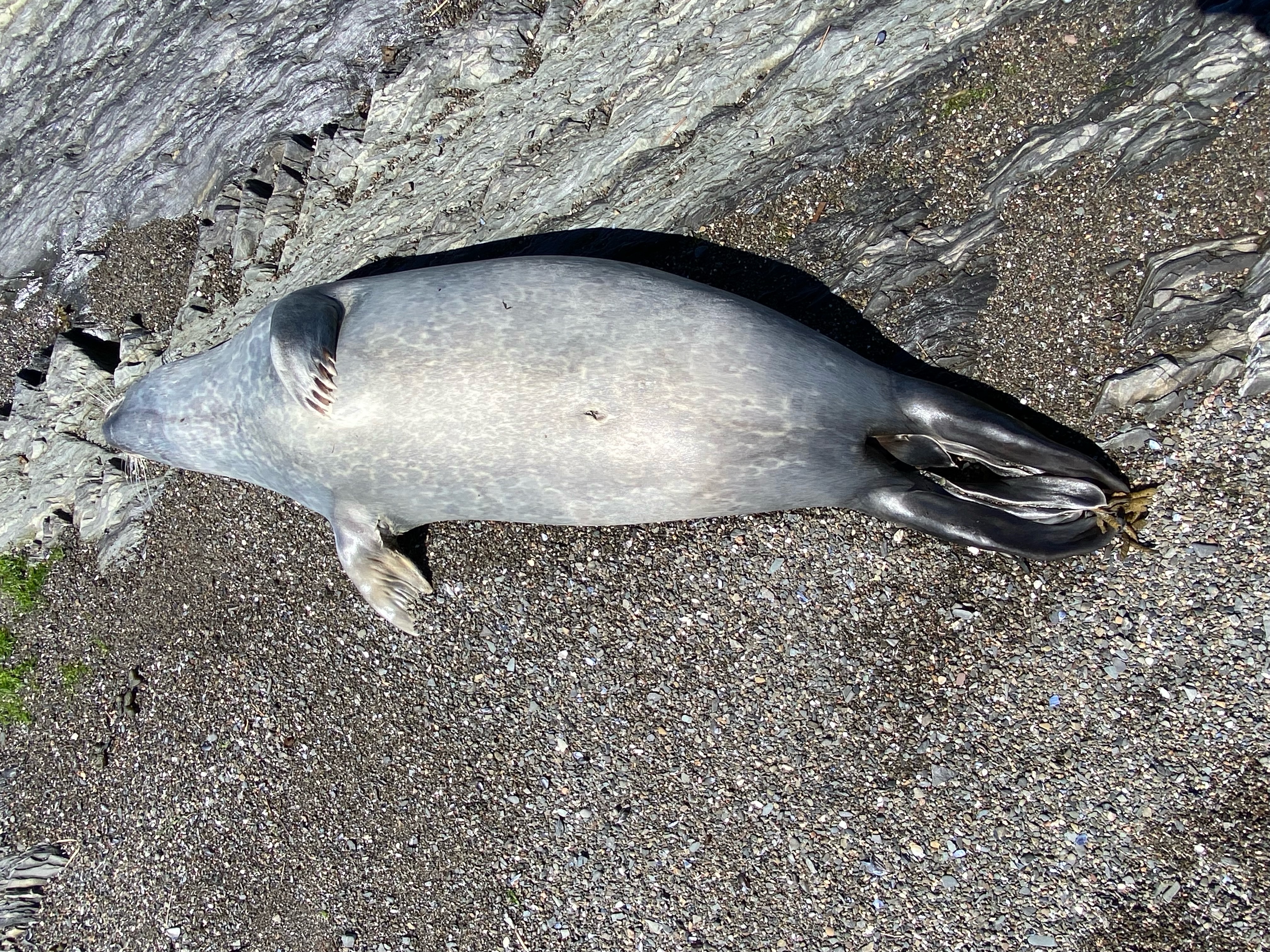 Harbour Seals in St. Lawrence Affected by Avian Flu - Baleines en