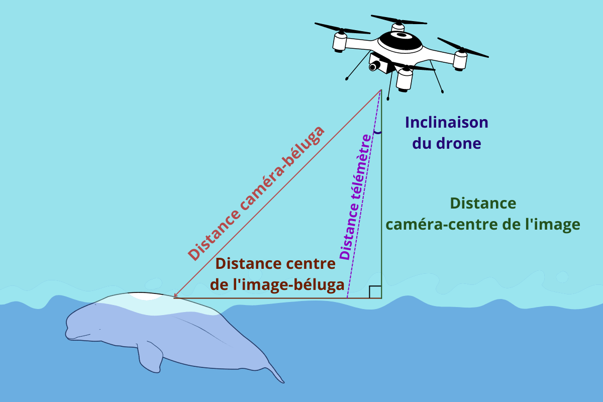 Plusieurs distances et angles apparaissent sur cette vue de côté d'un béluga et du drone le survolant. Ces distances sont entre le béluga, la caméra, le centre de l'image ainsi que le télémètre.