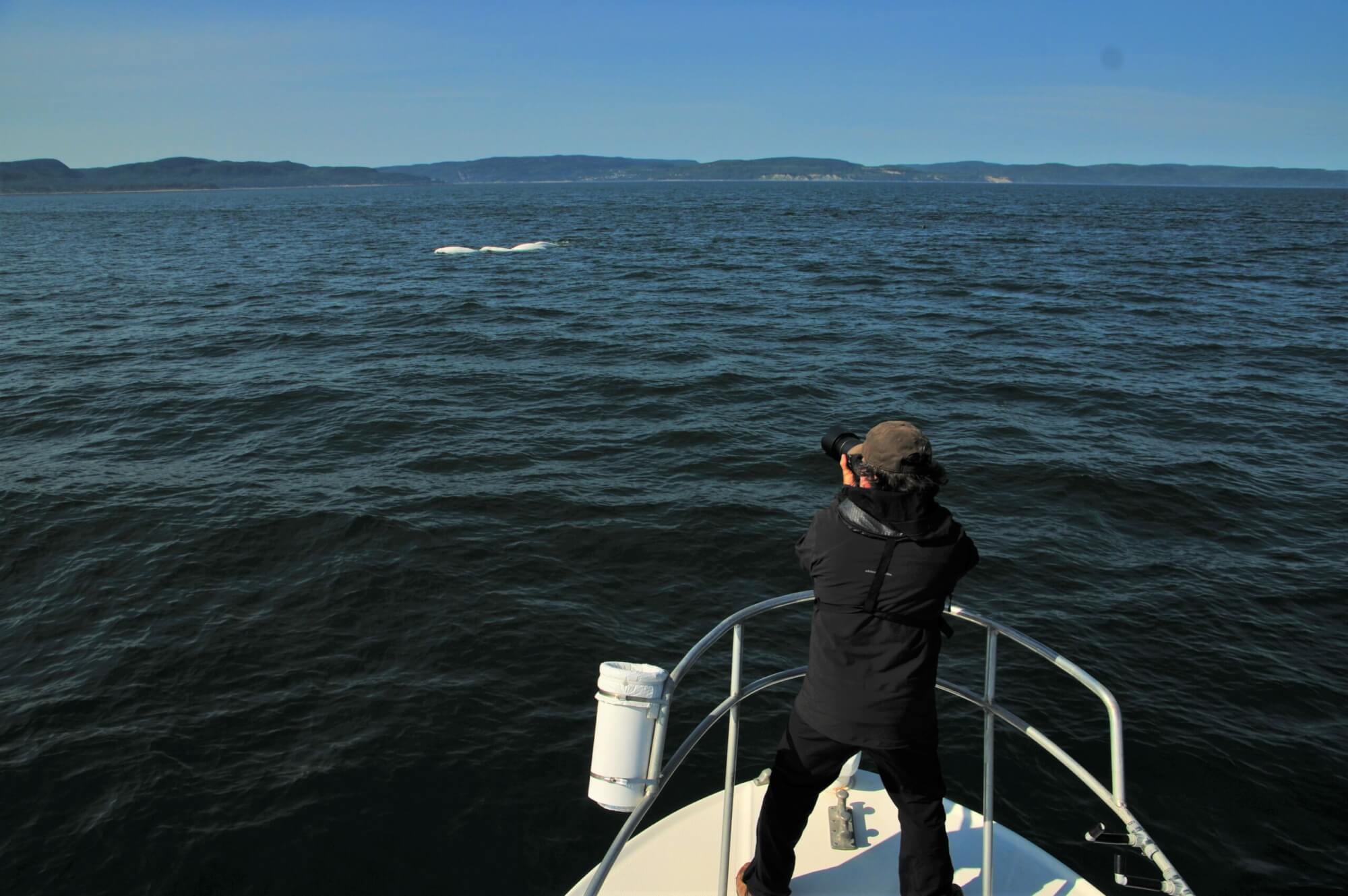 Un chercheur prend des photos d'un groupe de bélugas à partir d'un bateau de recherche.