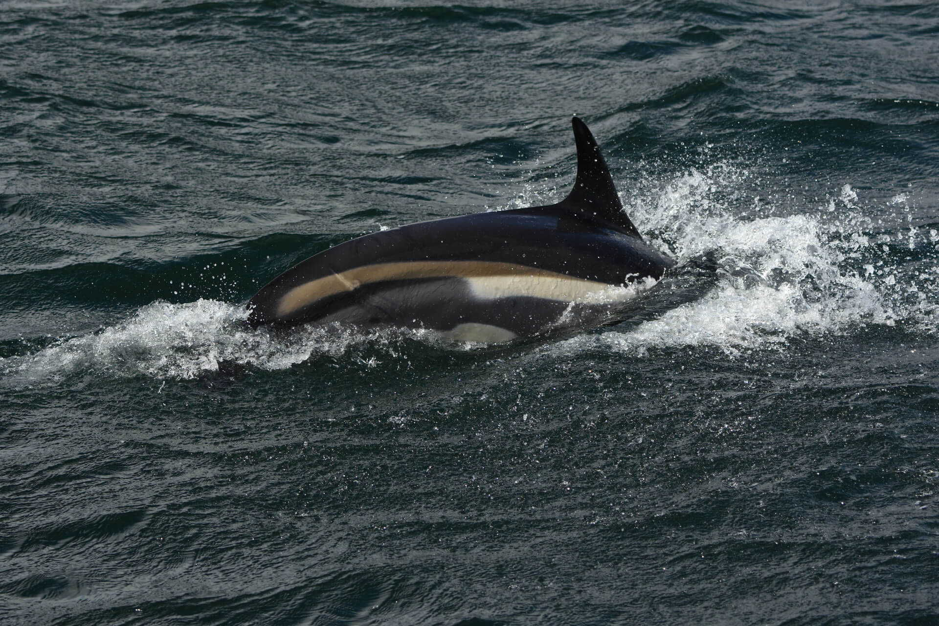Un dauphin à flancs blancs de côté, avec une grande dorsale