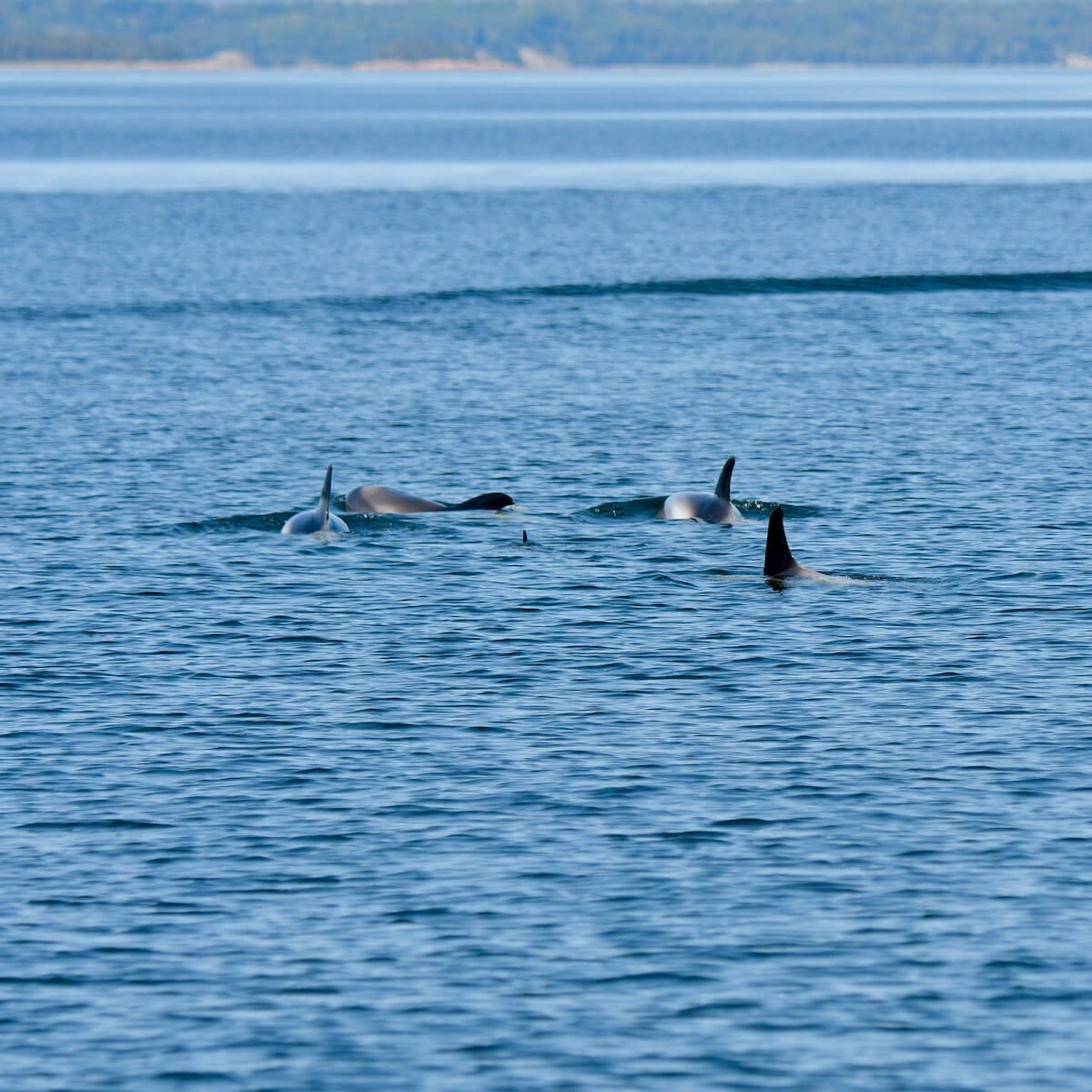 Plusieurs dauphins nagent au loin