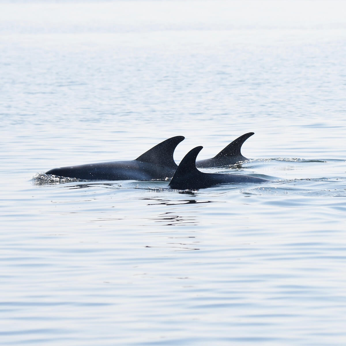Les nageoires dorsales de plusieurs dauphins à nez blanc