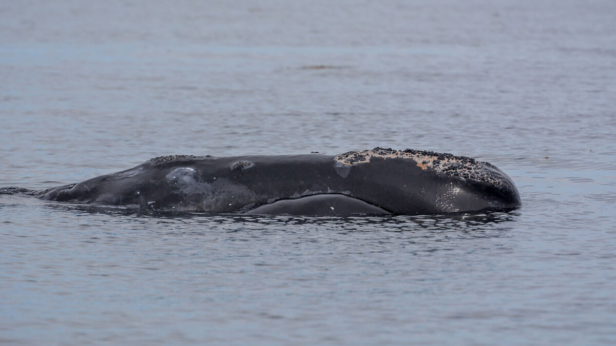 Archives des empêtrement - Baleines en direct