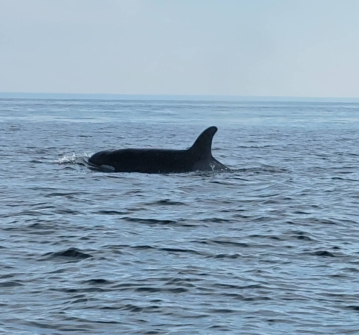 Head and dorsal fin of an orca.