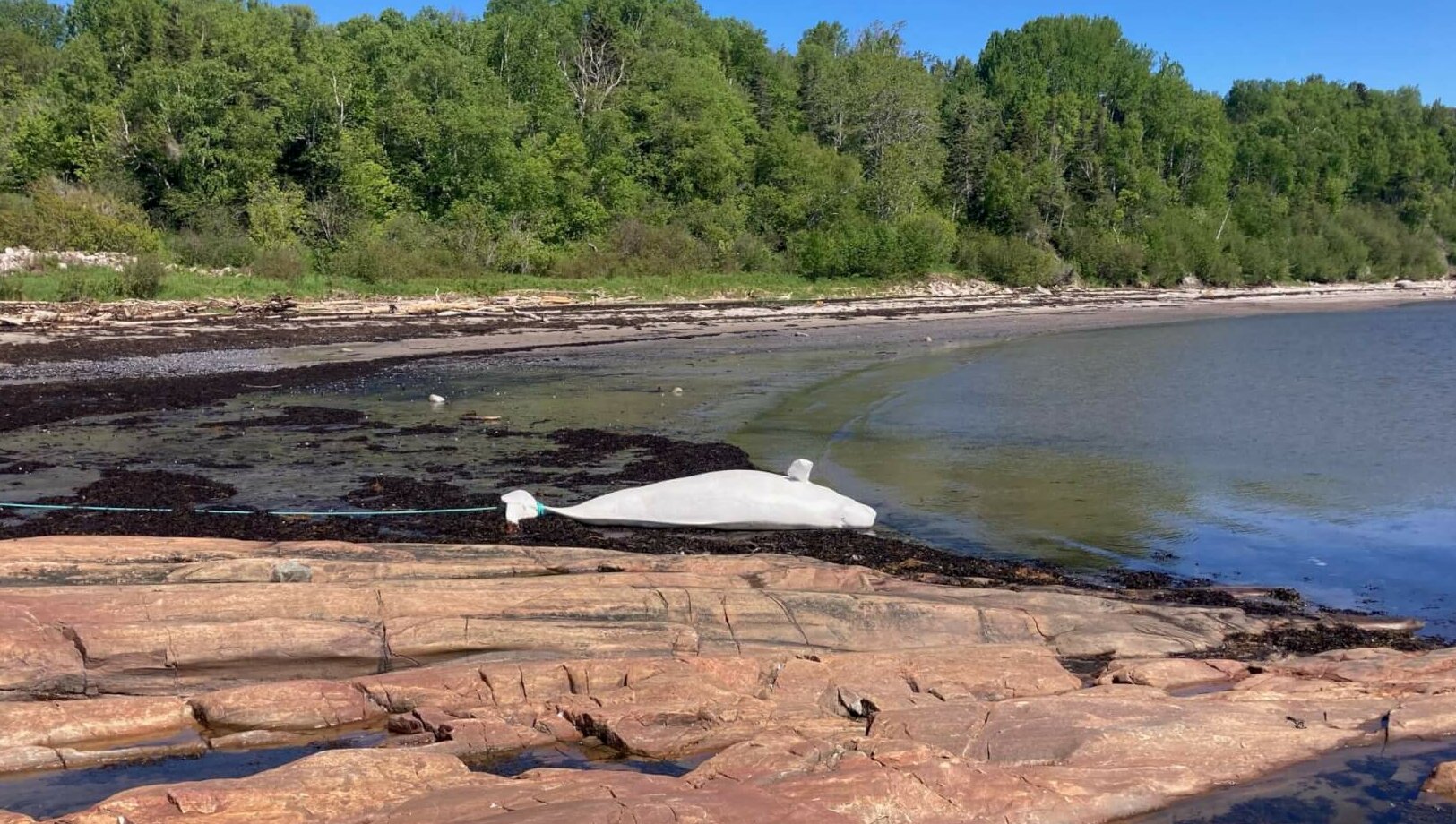 Book of the Dead: Nearly 600 Beluga Carcasses Examined Over Past