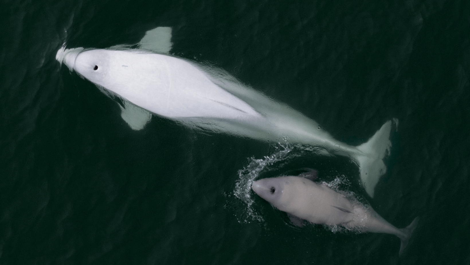 Does cat poop pose a problem for belugas? - Baleines en direct