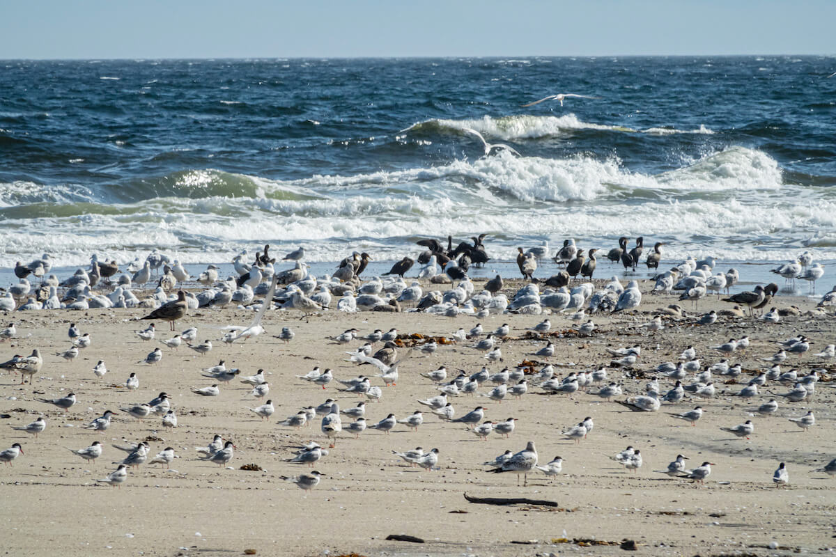Des oiseaux sur le bord de la plage