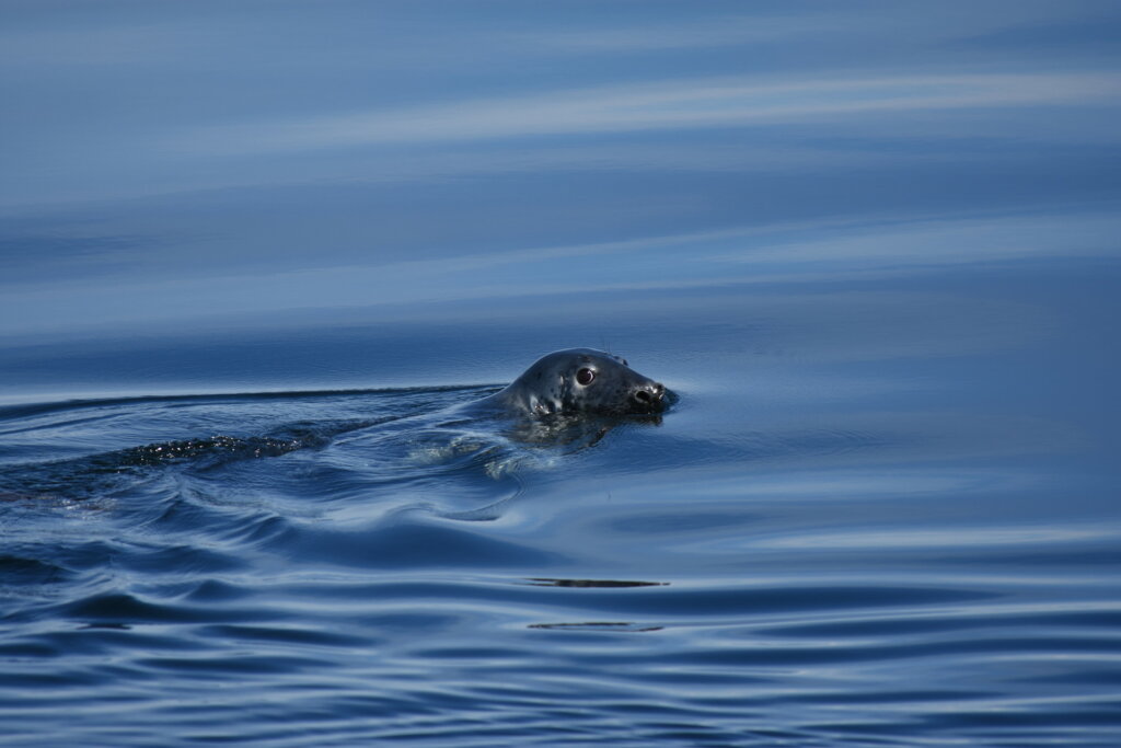 Are grey seals cannibalistic? - Baleines en direct