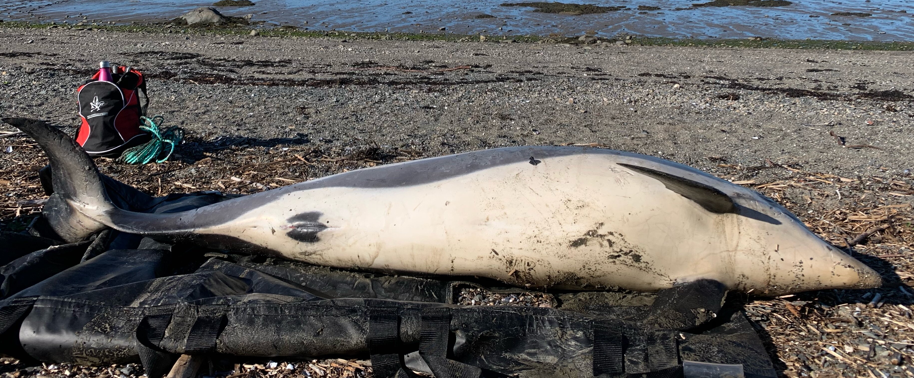 Deep-water denizen stranded in Sept-Îles - Baleines en direct