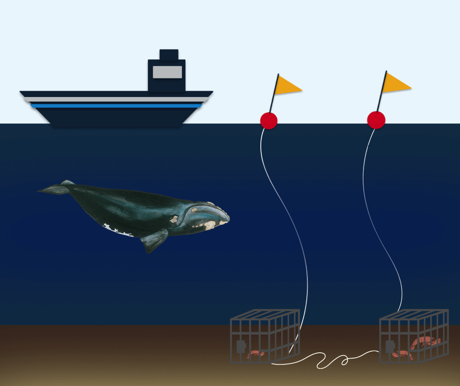 Whalesafe fishing gear