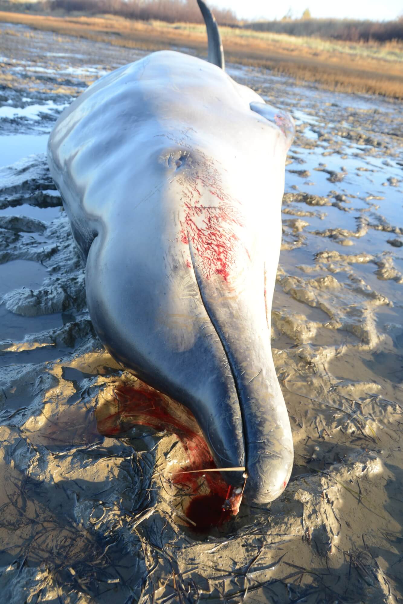 Deep-water denizen stranded in Sept-Îles - Baleines en direct