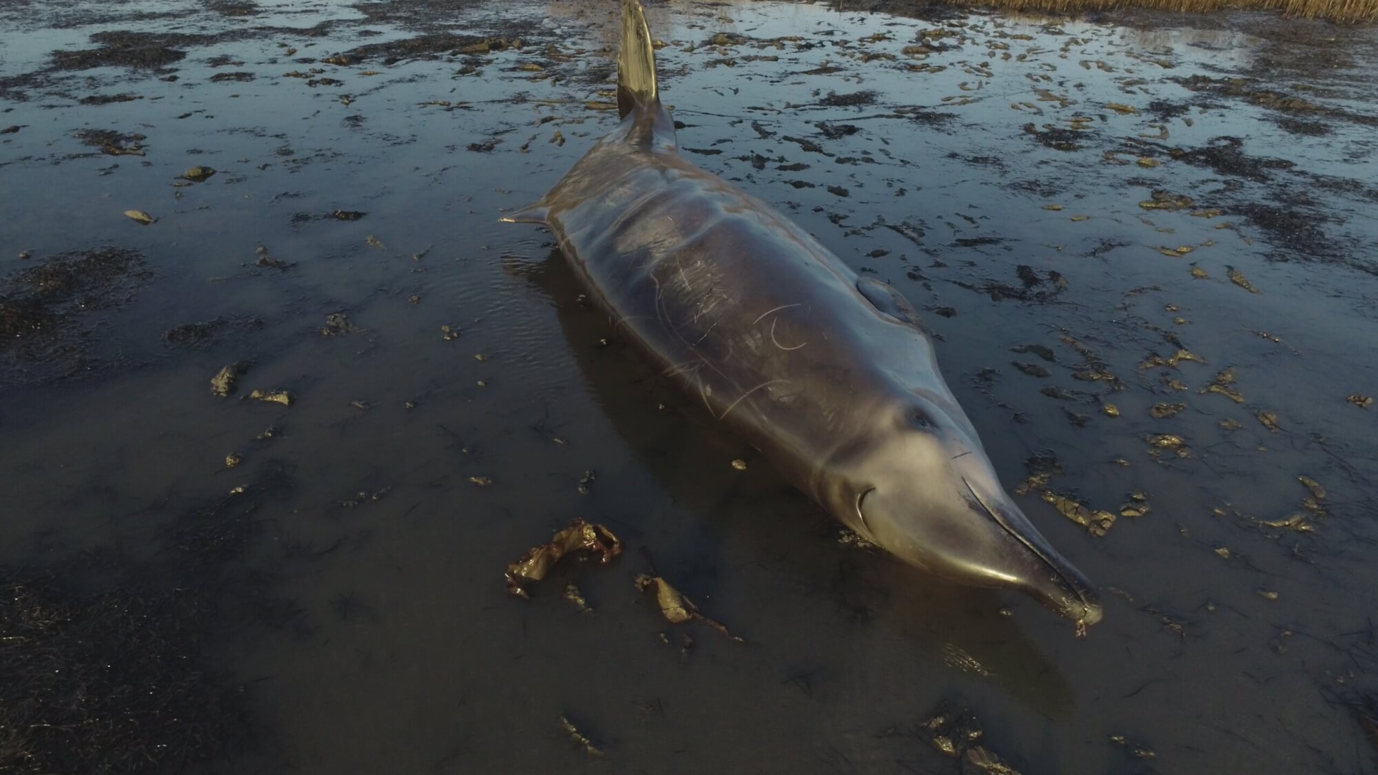 Deep-water denizen stranded in Sept-Îles - Baleines en direct