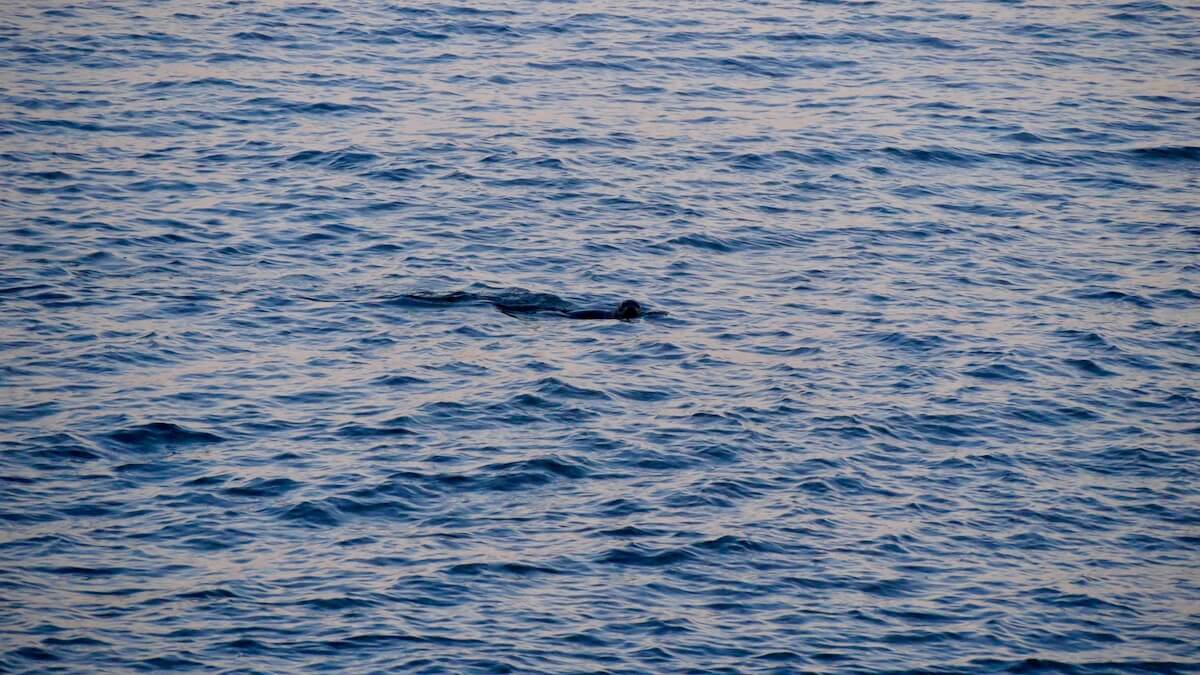 Book of the Dead: Nearly 600 Beluga Carcasses Examined Over Past 40 Years -  Baleines en direct