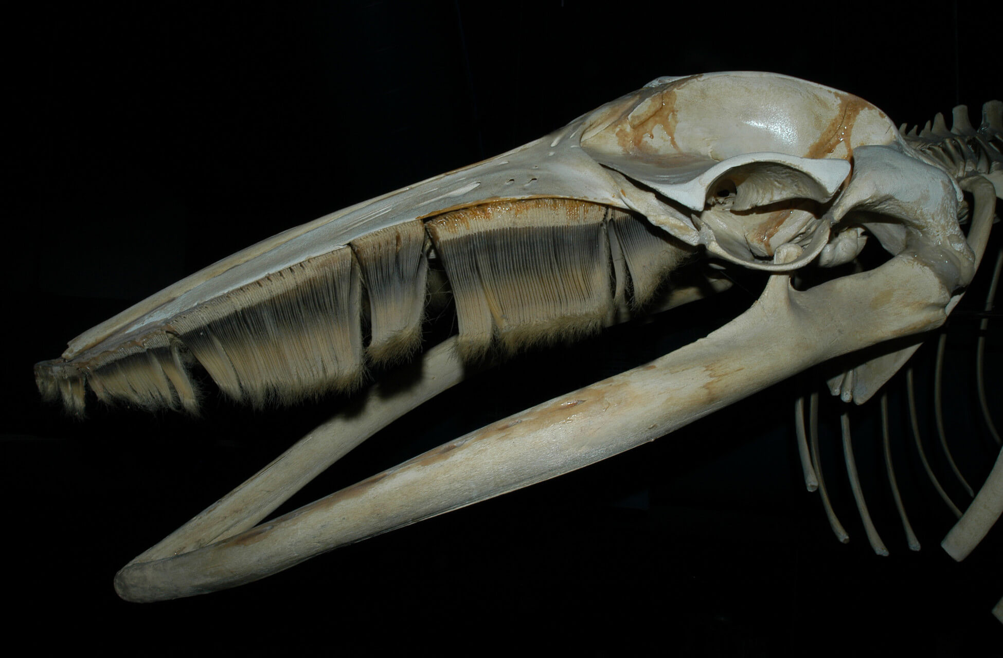 Whale Skull