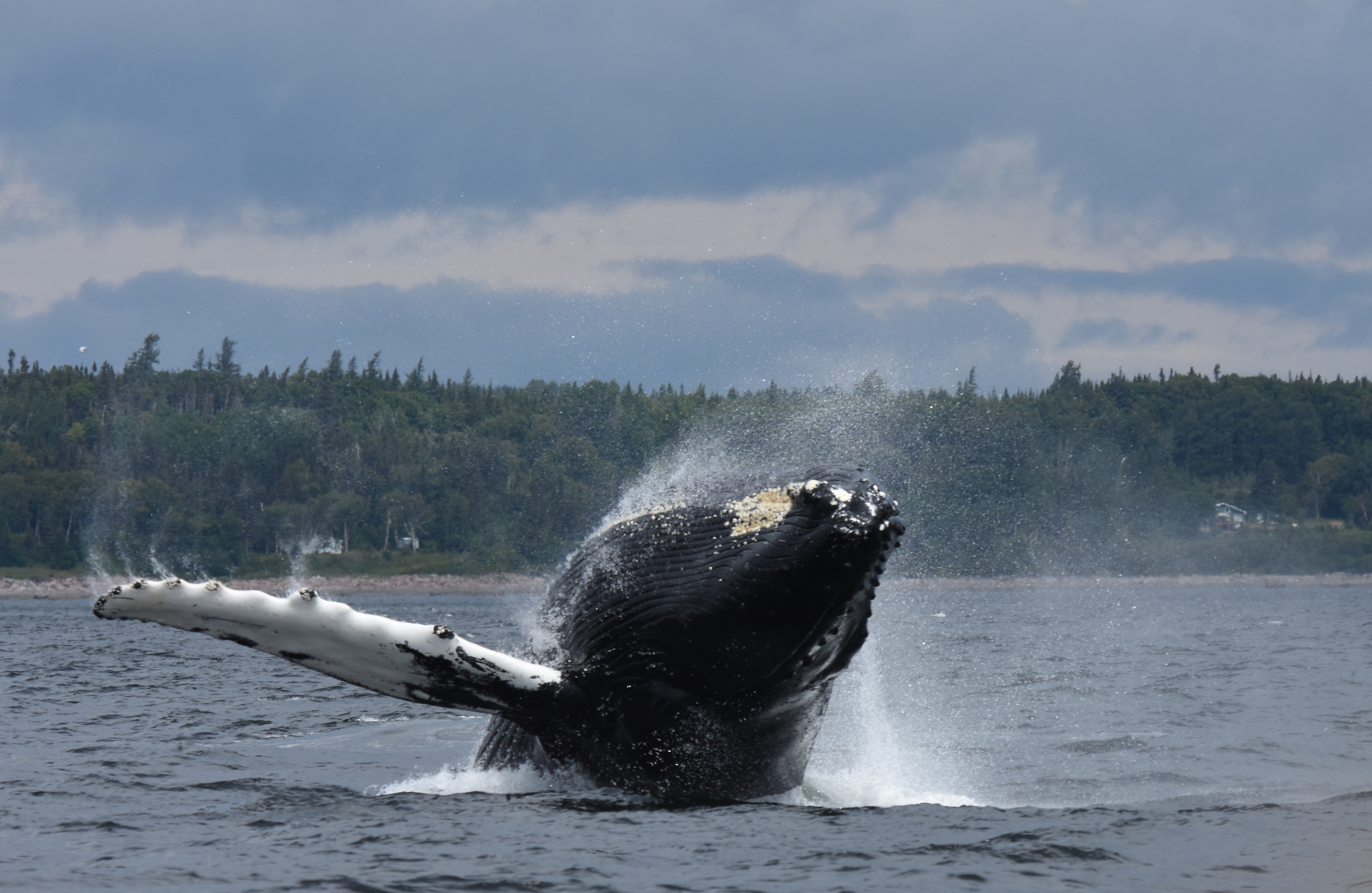 To Michael Moore, “We Are All Whalers” - Baleines en direct