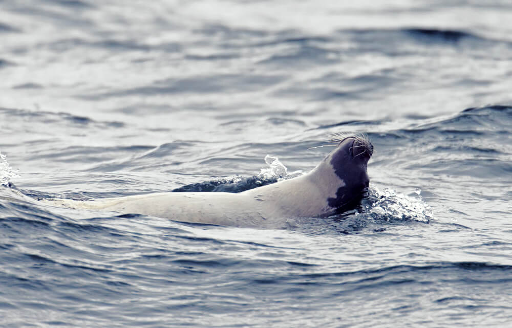 le ventre et la tête d'un phoque du Groenland