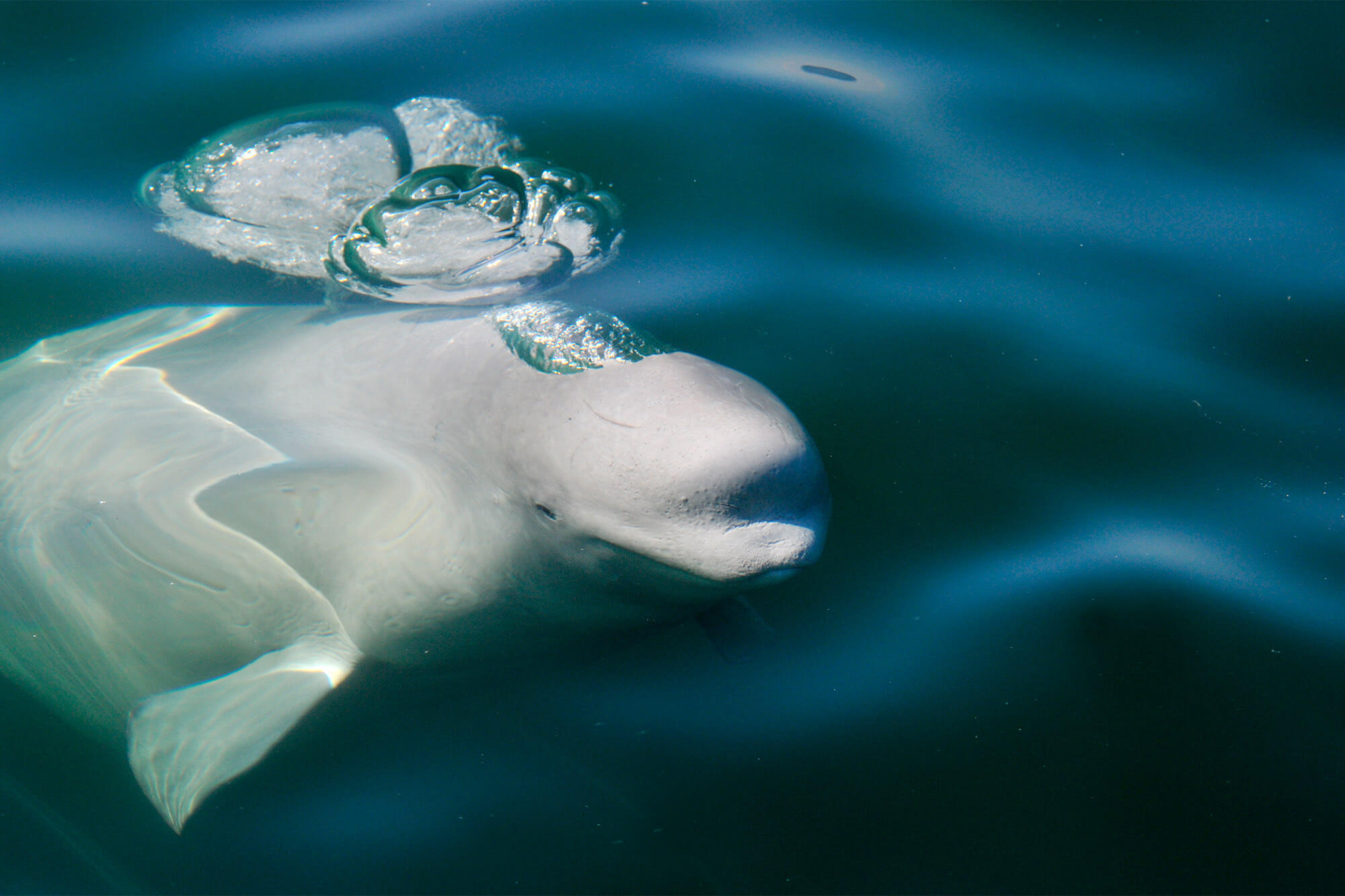 Parasite spread by cats threatens Quebec's endangered belugas