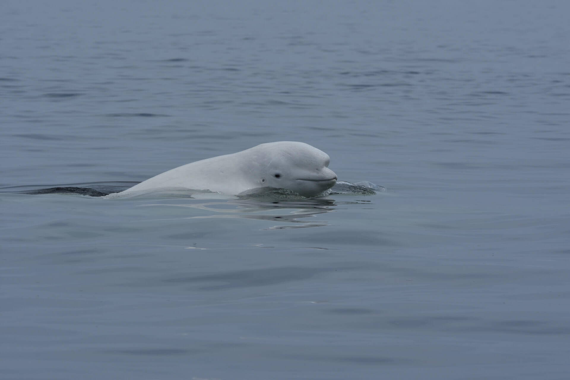 Does cat poop pose a problem for belugas? - Baleines en direct