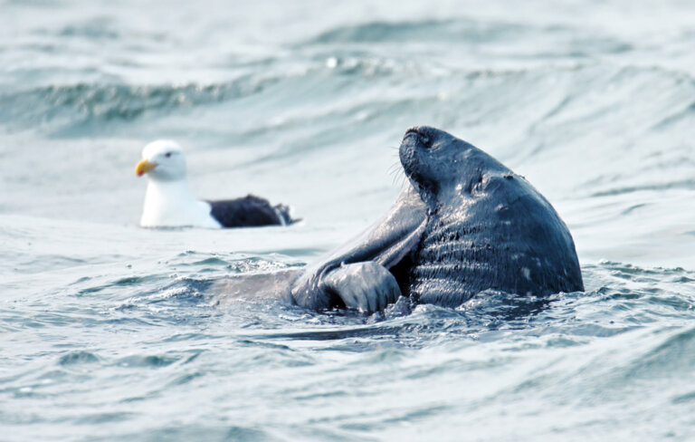 Deux Scènes à Couper Le Souffle - Baleines En Direct