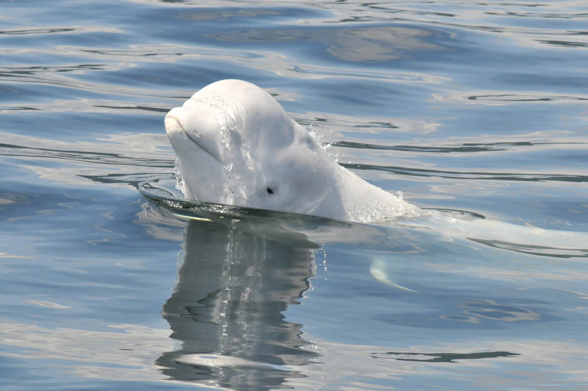 Cat parasite found in Arctic Beluga - BBC News
