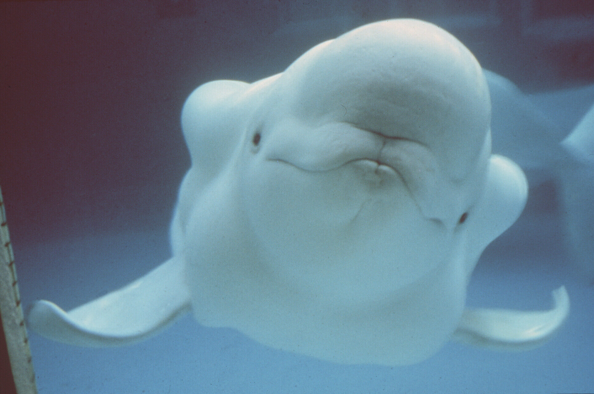 Orphaned baby beluga lost and found